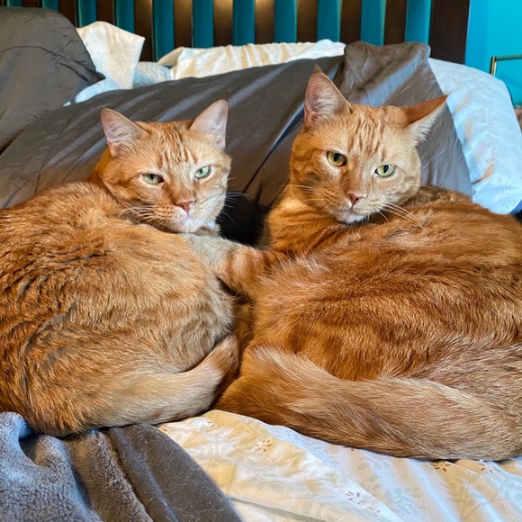 Meet your Posher, Jennifer - Picture 12 of 12